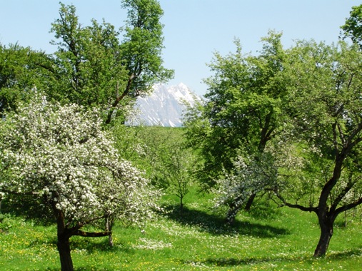 Foto des Obst-Gartens